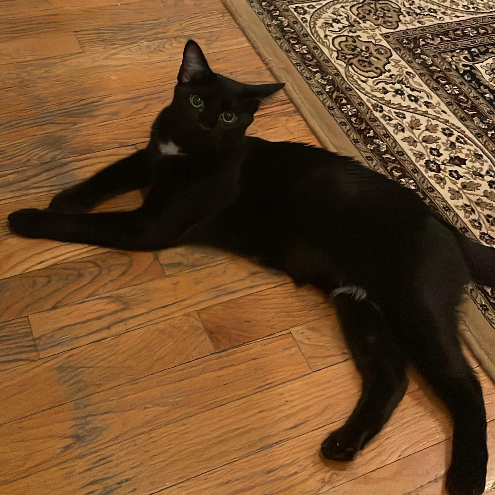 Enlarge Yolette Jr, a ADOPTABLE mixed breed in New york, NY image 3/5