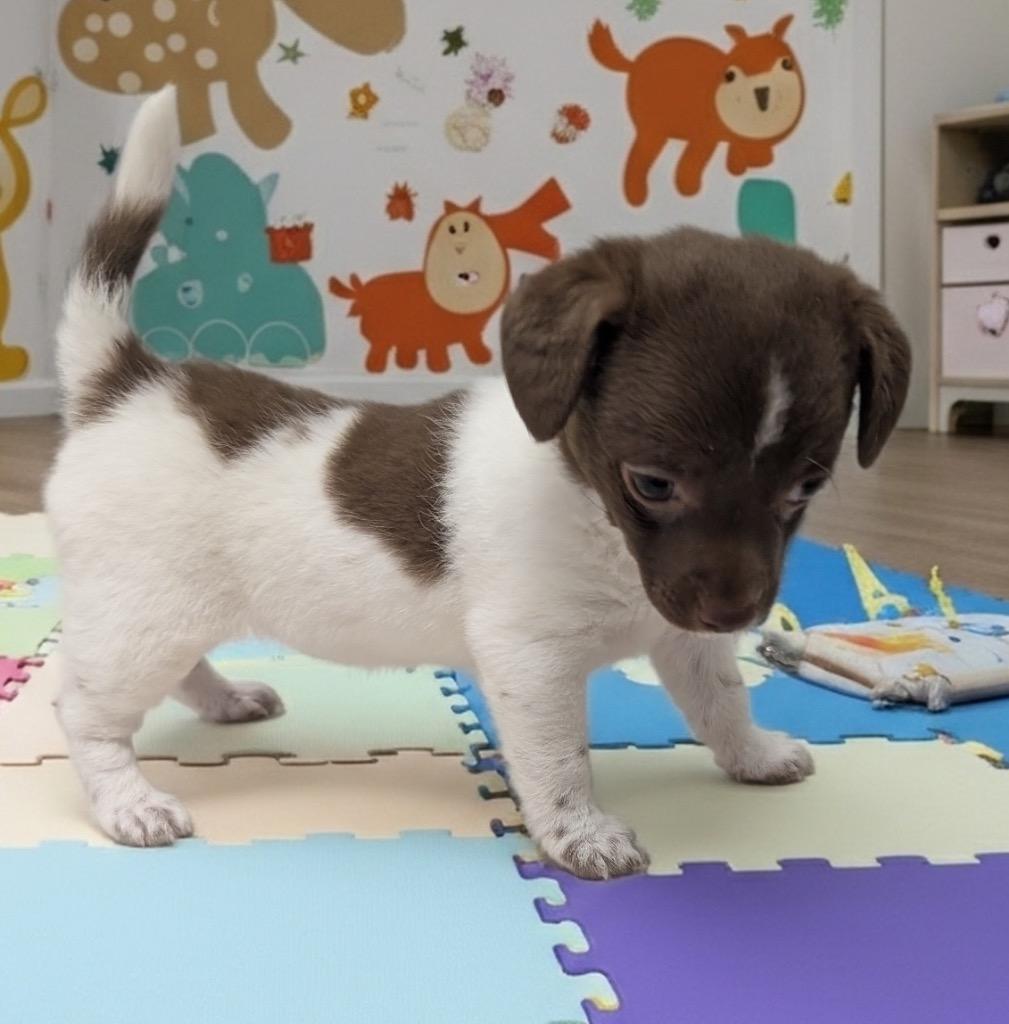 Lemon Drop-Adorable!, Adopted, Puppy Female Maltese & Chihuahua.