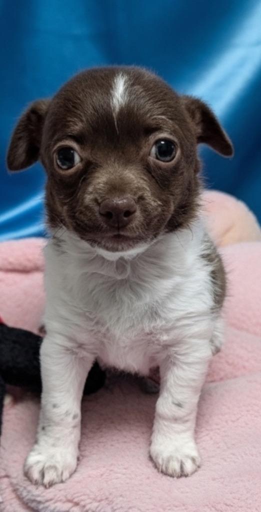 Enlarge Lemon Drop-Adorable!, a Adopted mixed breed in Fort Myers, FL image 2/4