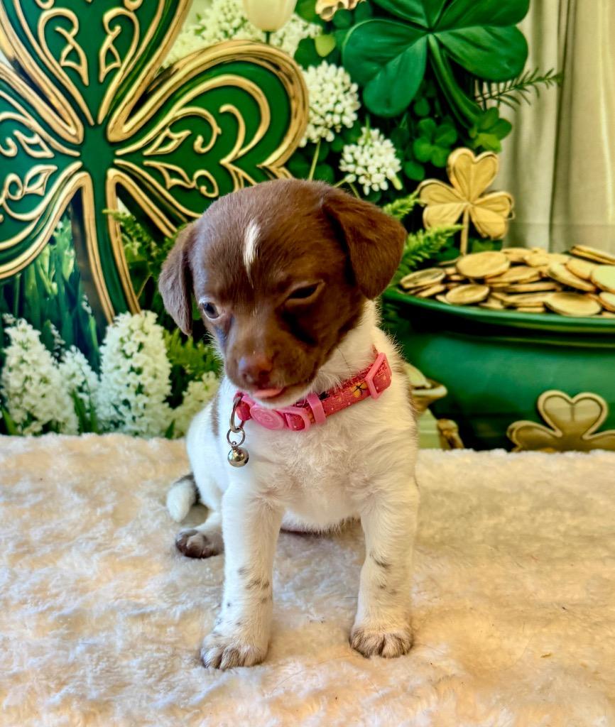 Enlarge Lemon Drop-Adorable!, a Adopted mixed breed in Fort Myers, FL image 3/4