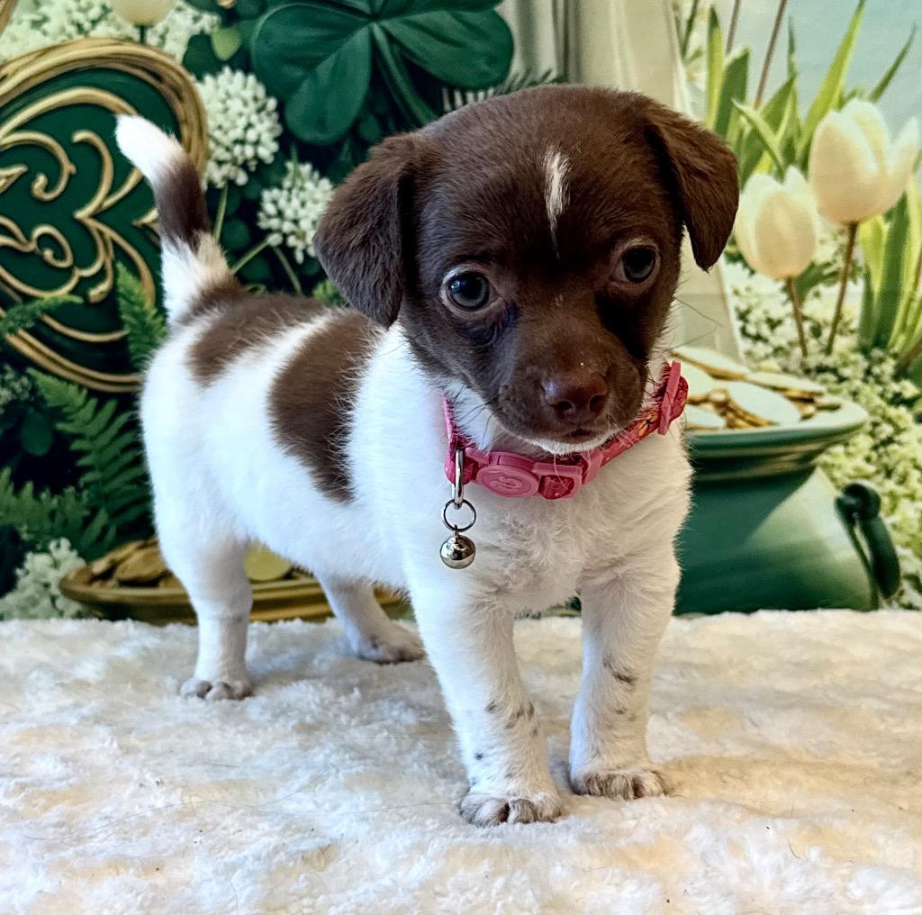 Enlarge Lemon Drop-Adorable!, a Adopted mixed breed in Fort Myers, FL image 4/4