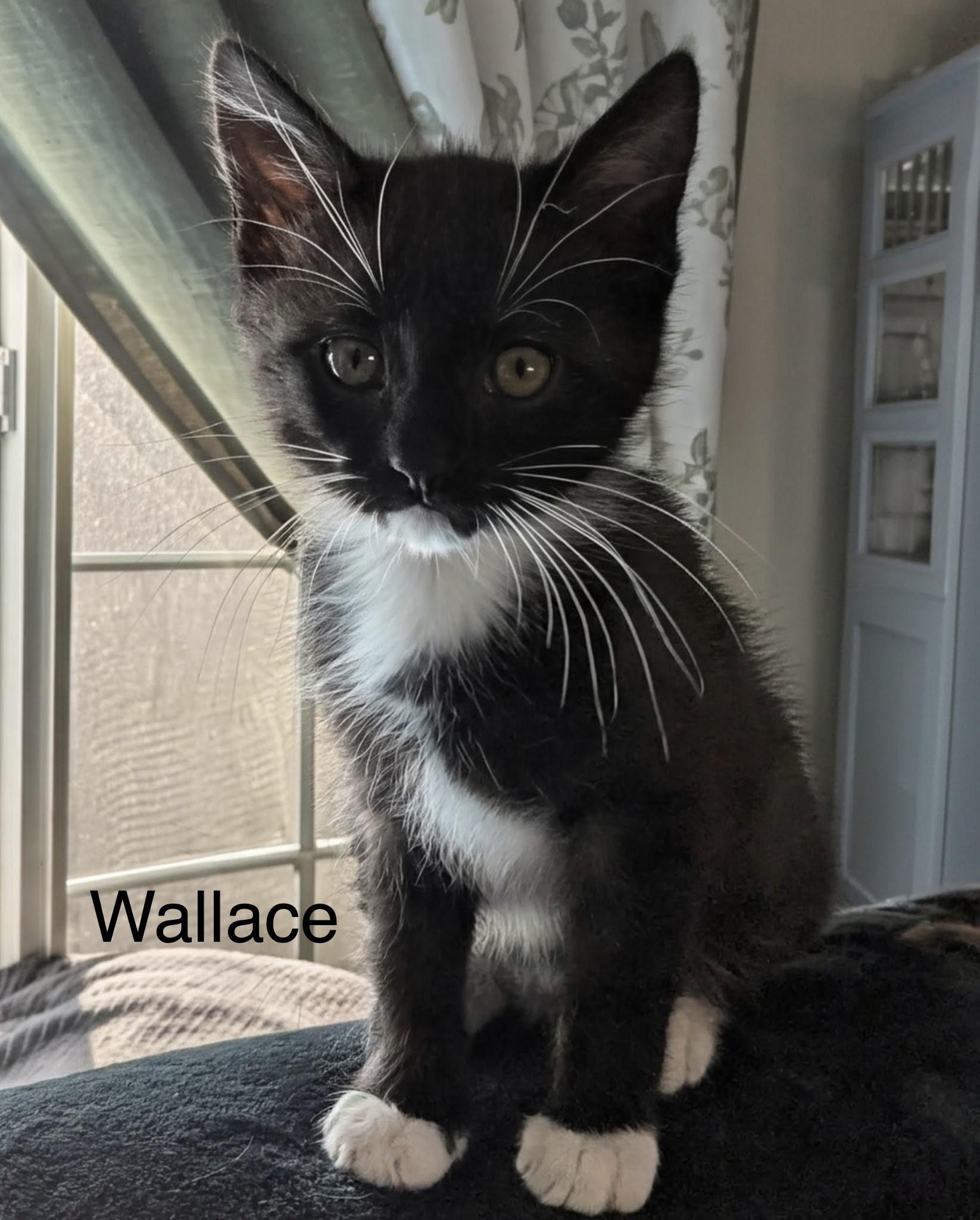 Wallace, adopted, Kitten Male Tuxedo.