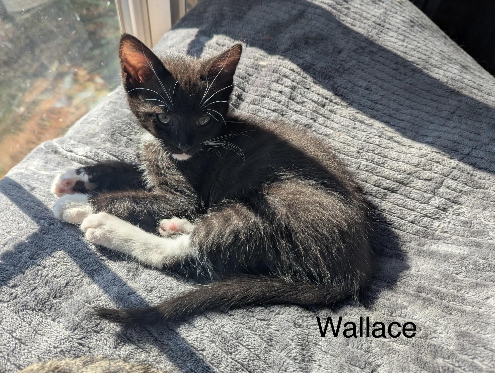 Enlarge Wallace, an adopted Tuxedo in Oakley, CA image 2/4
