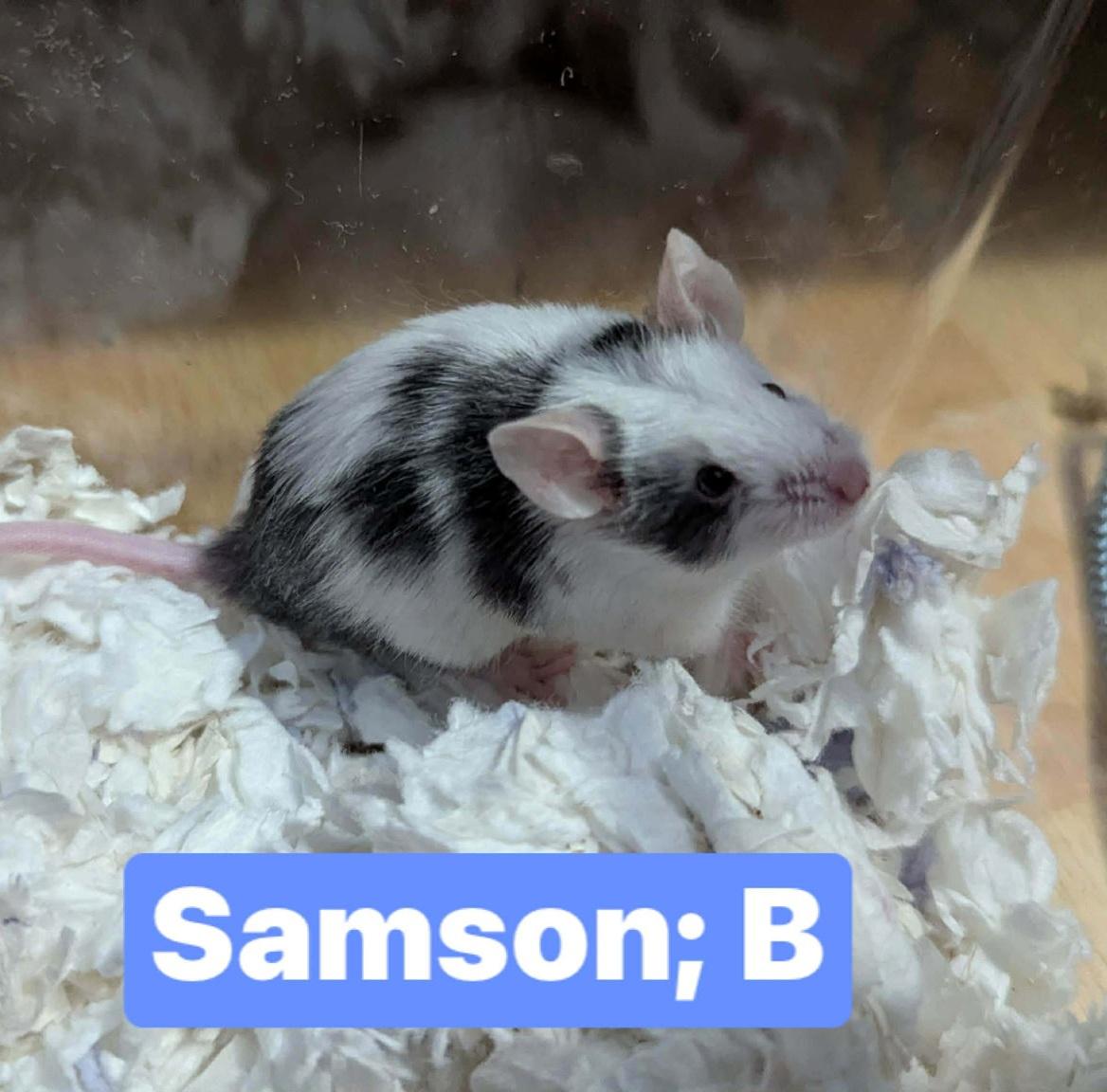 Enlarge Samson, a Adoptable Mouse in Flanders, NJ image 1/1