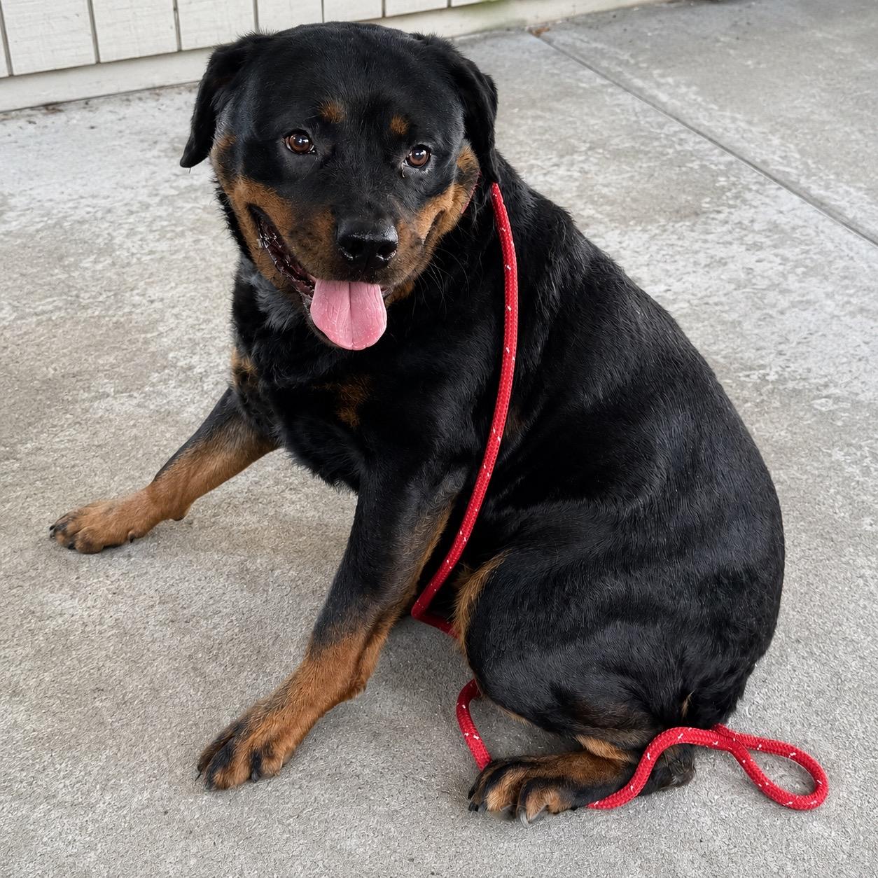 Lilly, an adopted Rottweiler in Hillsborough, NJ image 2/2