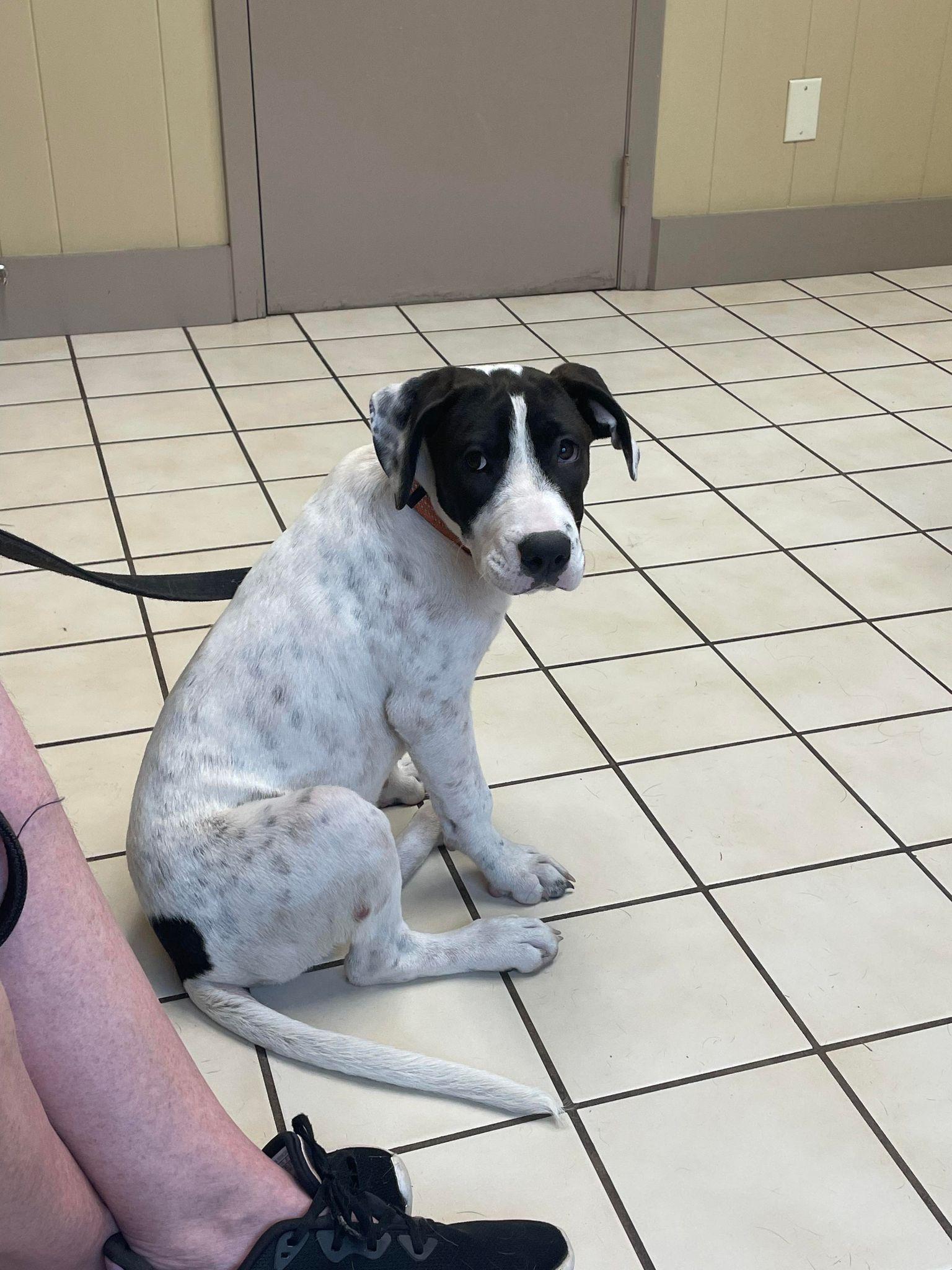 Enlarge Dixie, a Adopted Mixed Breed in Poplar Bluff, MO image 2/6