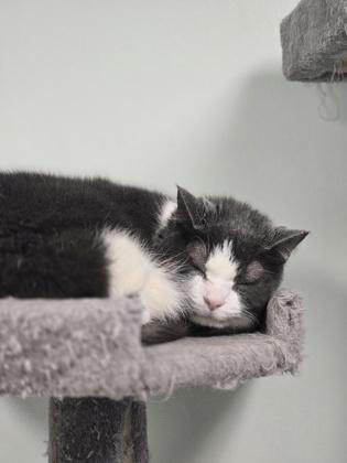 Enlarge Scruffaluffagus, a Adoptable mixed breed in Batavia, OH image 1/3