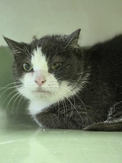 Enlarge Scruffaluffagus, a Adoptable mixed breed in Batavia, OH image 2/3