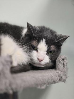 Enlarge Scruffaluffagus, a Adoptable mixed breed in Batavia, OH image 3/3