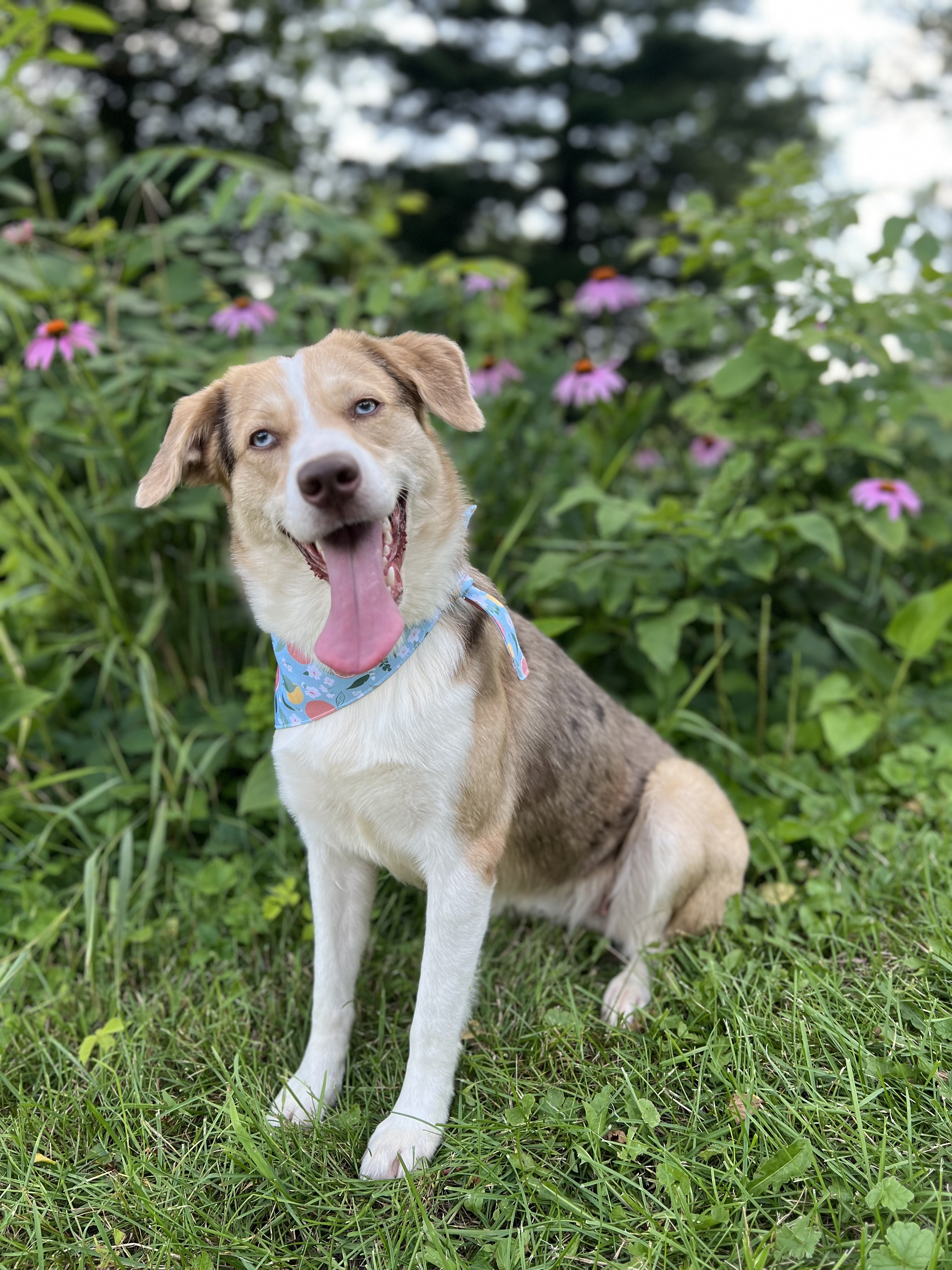 Enlarge Callie, a Adopted mixed breed in Mount Carroll, IL image 1/6