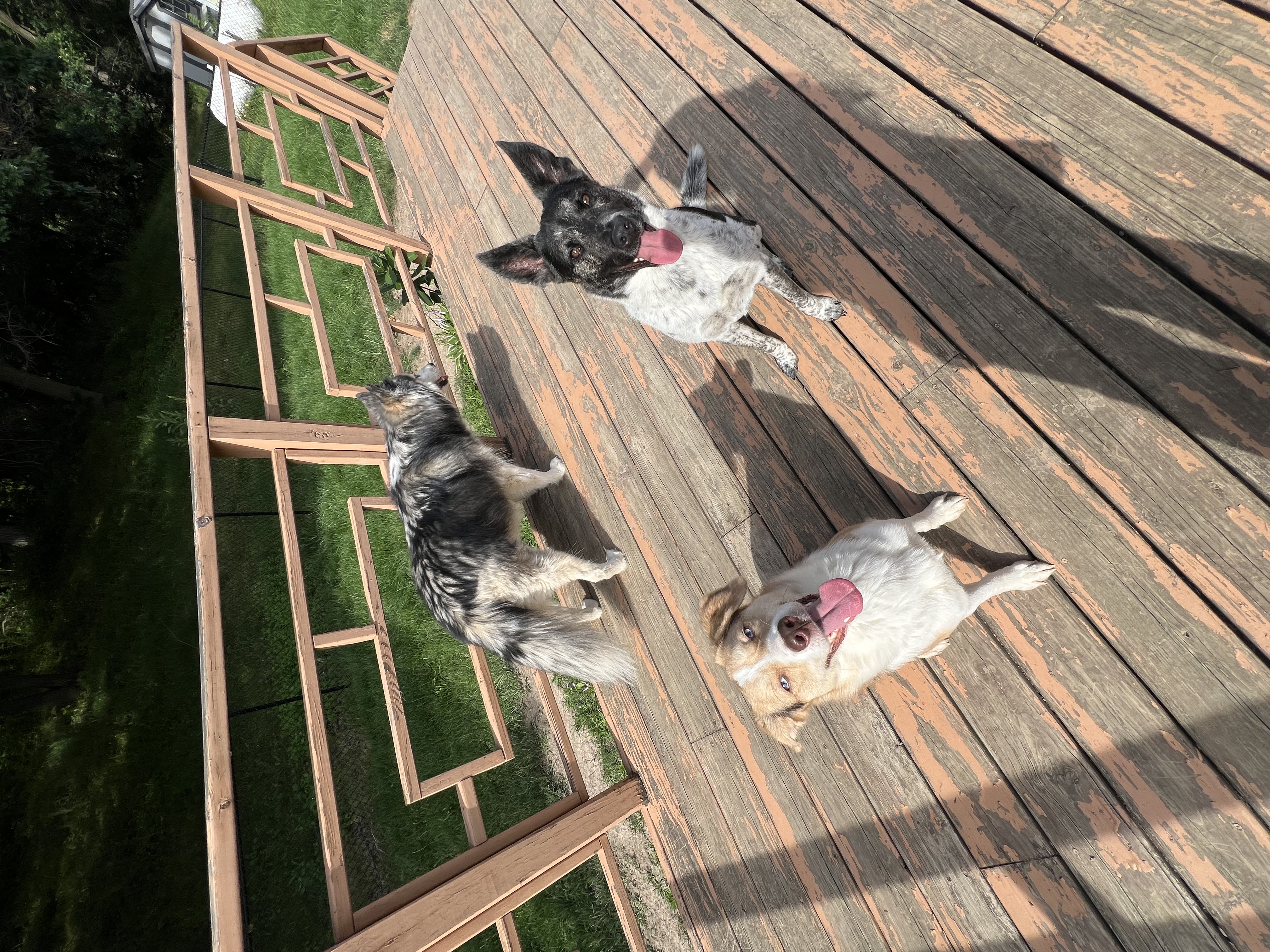 Enlarge Callie, a Adopted mixed breed in Mount Carroll, IL image 3/6