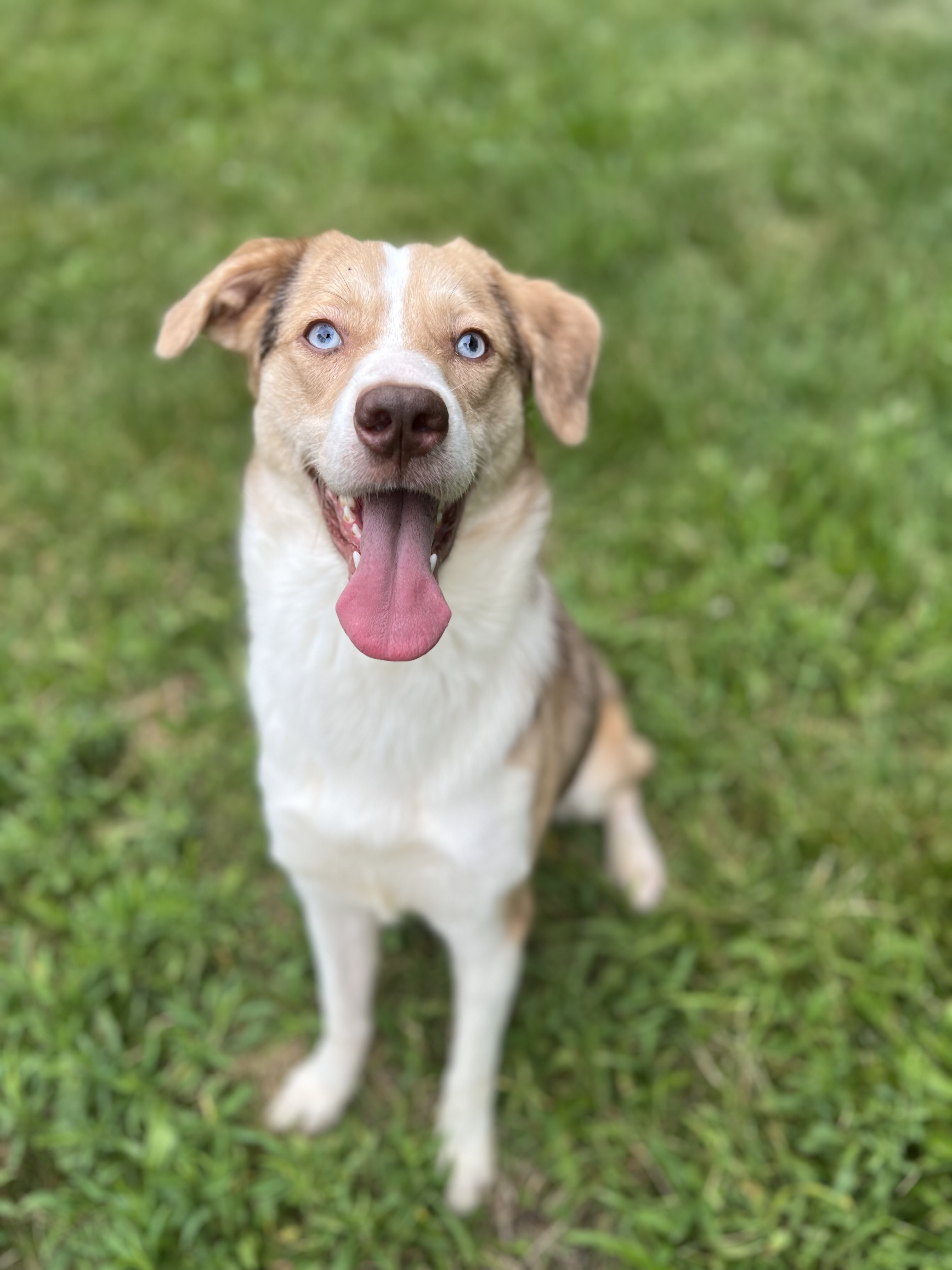 Enlarge Callie, a Adopted mixed breed in Mount Carroll, IL image 6/6