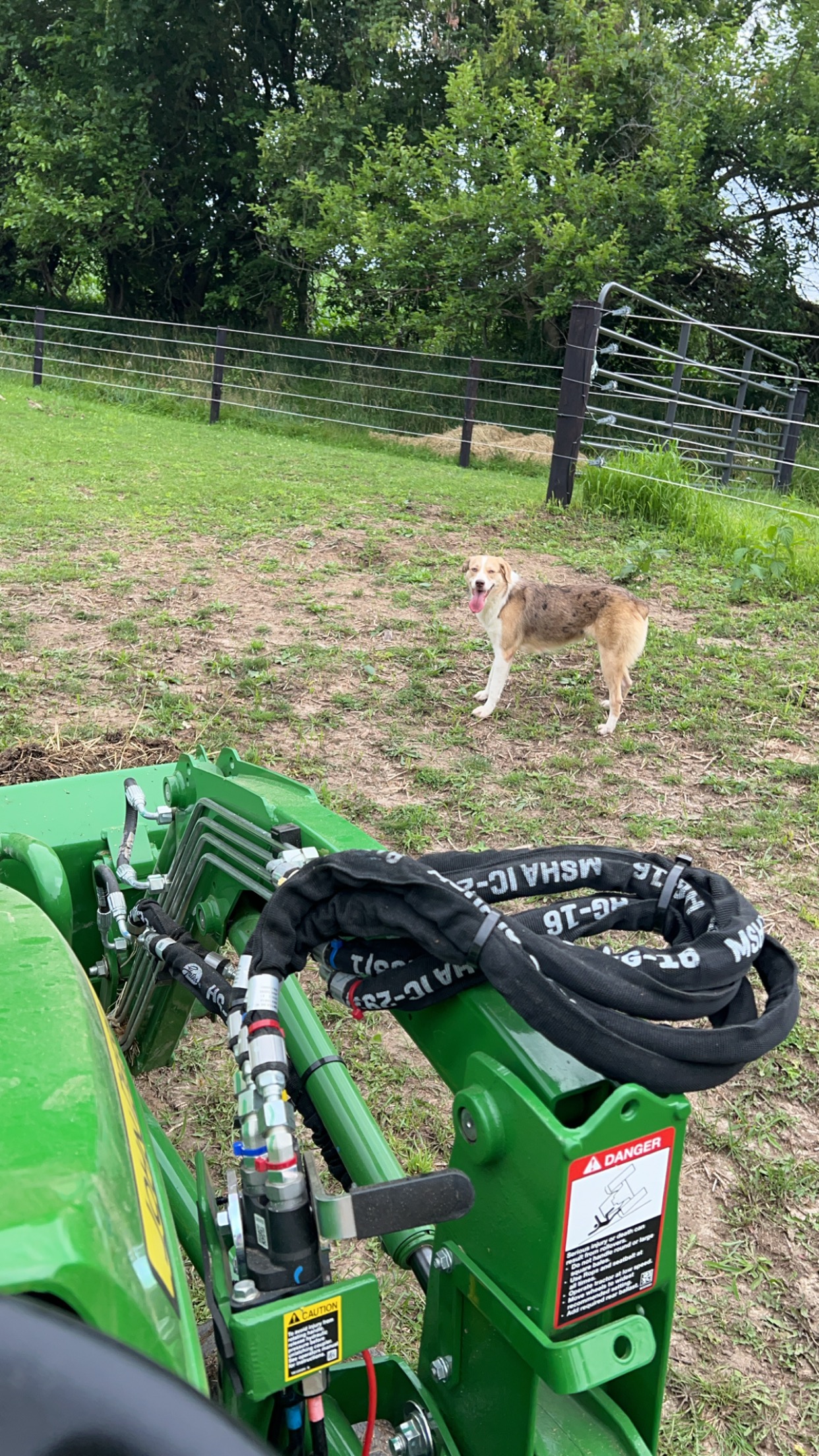 Enlarge Callie, a Adopted mixed breed in Mount Carroll, IL image 5/6