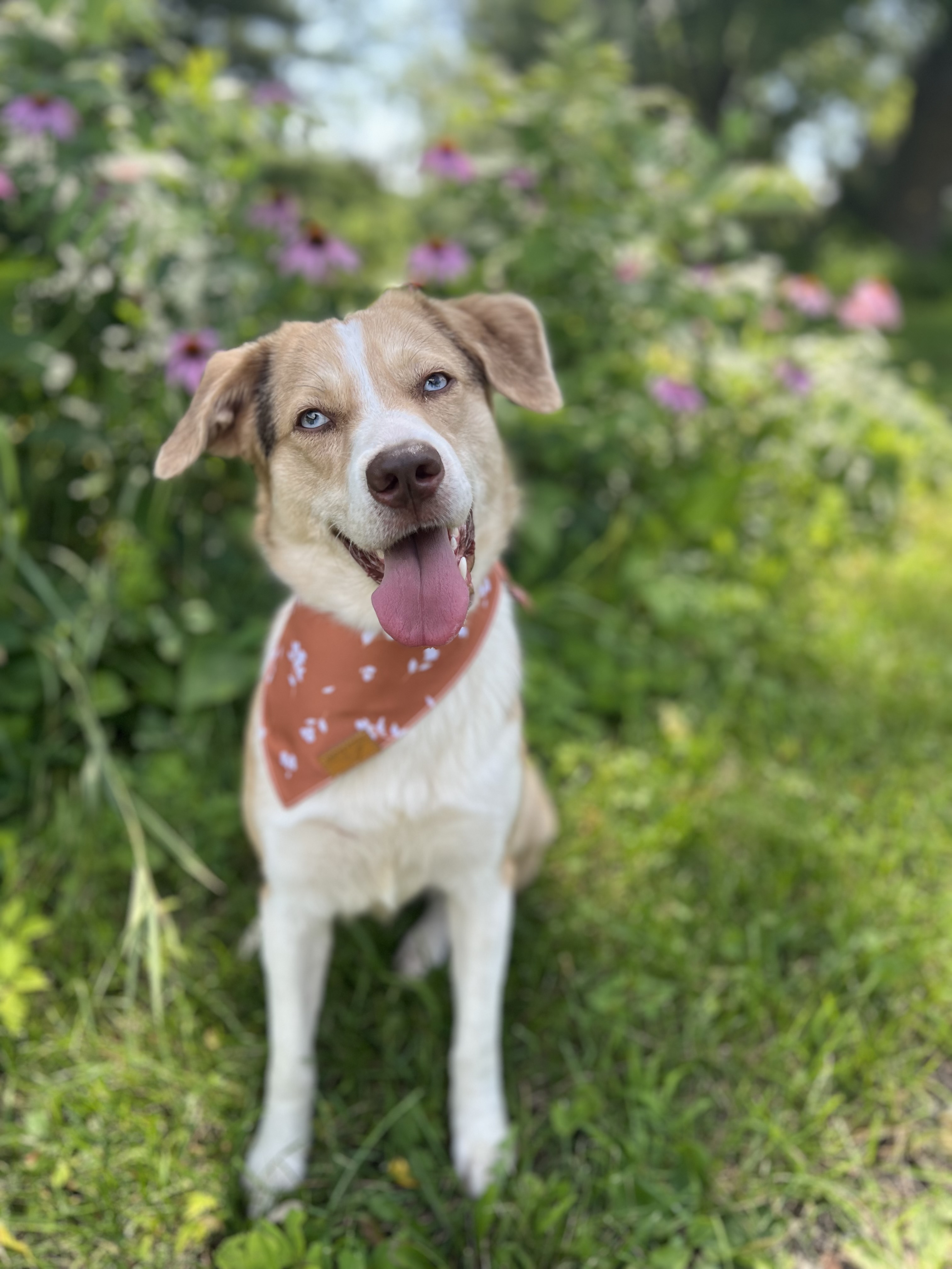 Enlarge Callie, a Adopted mixed breed in Mount Carroll, IL image 4/6