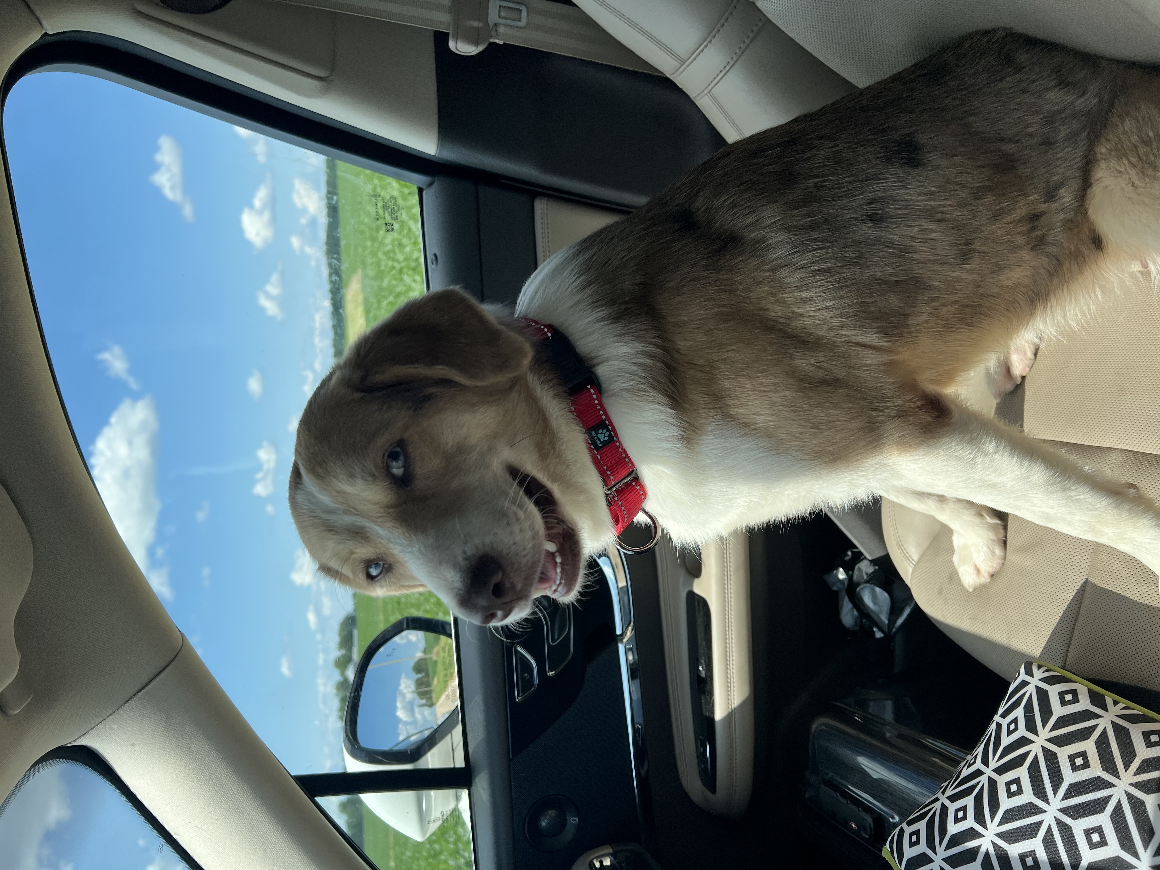 Enlarge Callie, a Adopted mixed breed in Mount Carroll, IL image 2/6