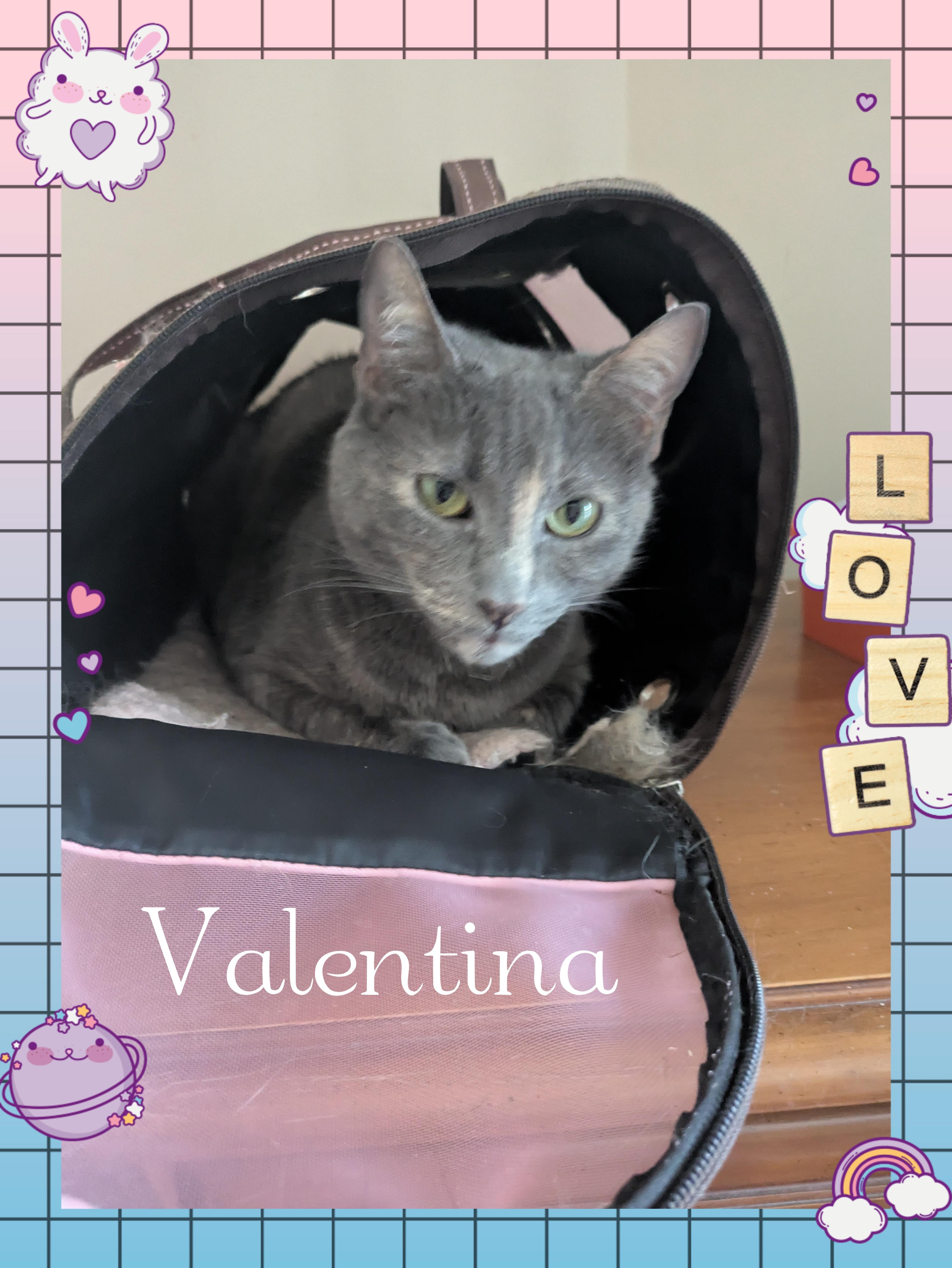 Valentina, adopted, Adult Female Domestic Short Hair.