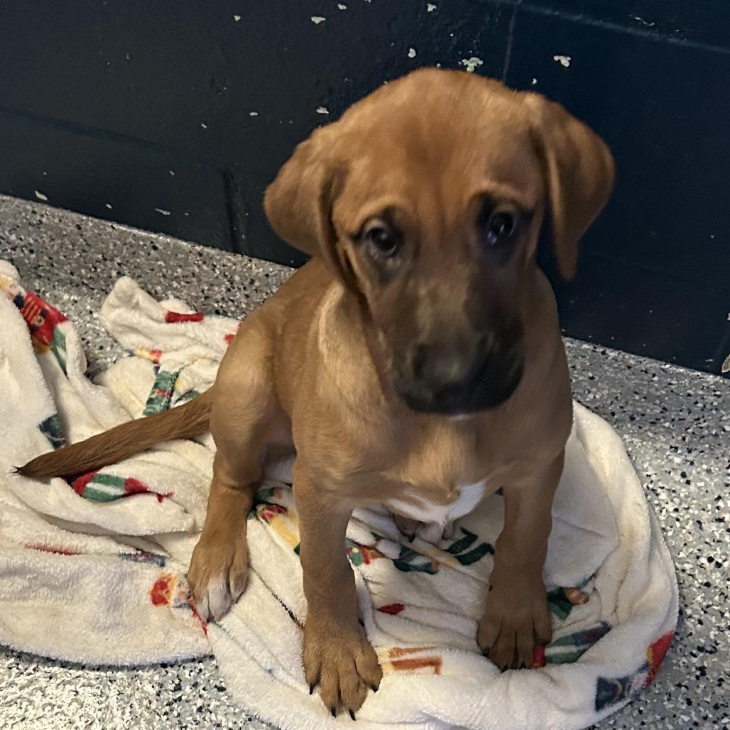 Magnolia, Adoptable, Puppy Female Golden Retriever & Boxer.