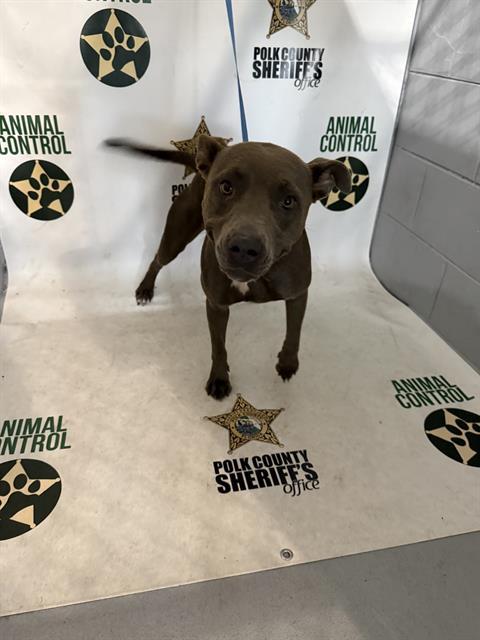BABY, Adoptable, Young Female American Bulldog & Mixed Breed.