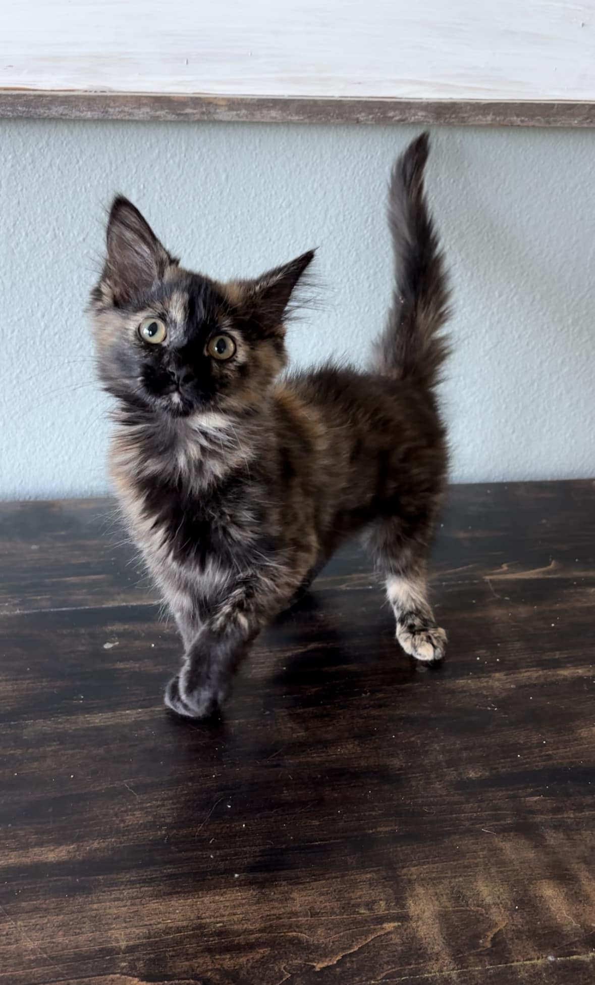 Enlarge Phoebe, a Adopted mixed breed in Weatherford, TX image 1/1