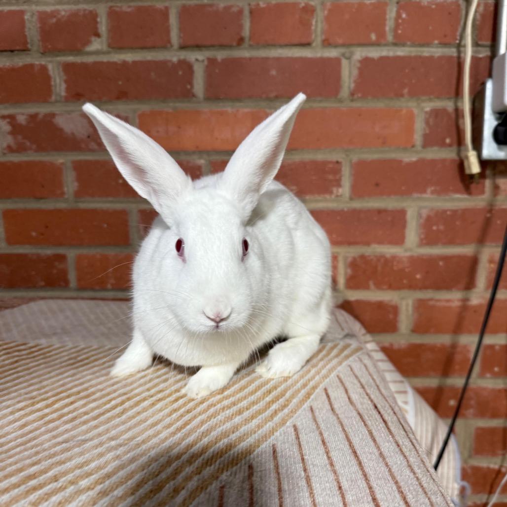 Enlarge Diamond, a Adoptable New Zealand in Winston-Salem, NC image 1/1