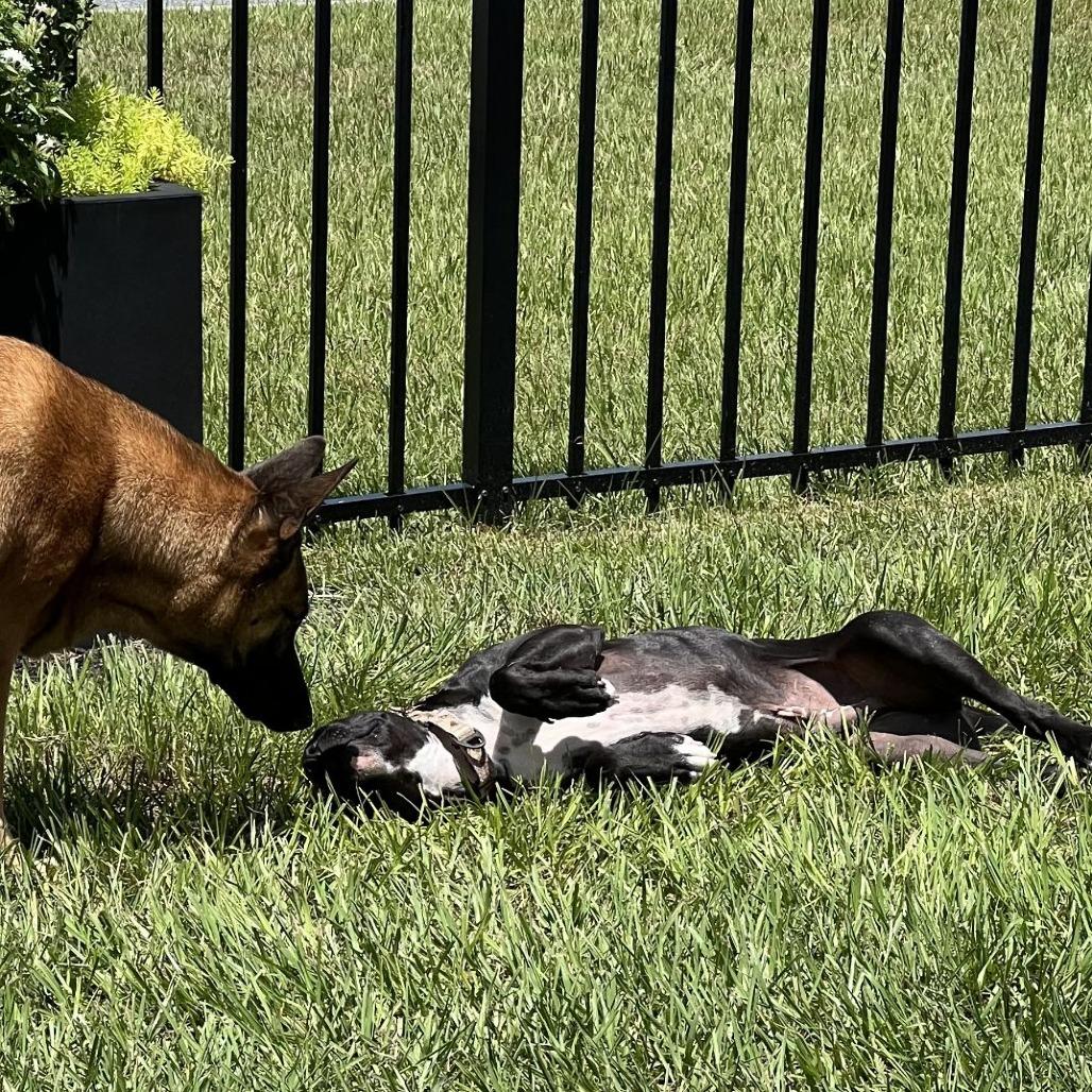 Enlarge Dipsy, a Adoptable mixed breed in Ocala, FL image 6/6