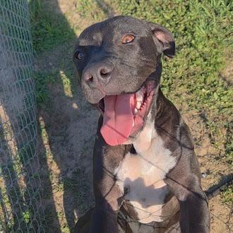 Enlarge Dipsy, a Adoptable mixed breed in Ocala, FL image 5/6