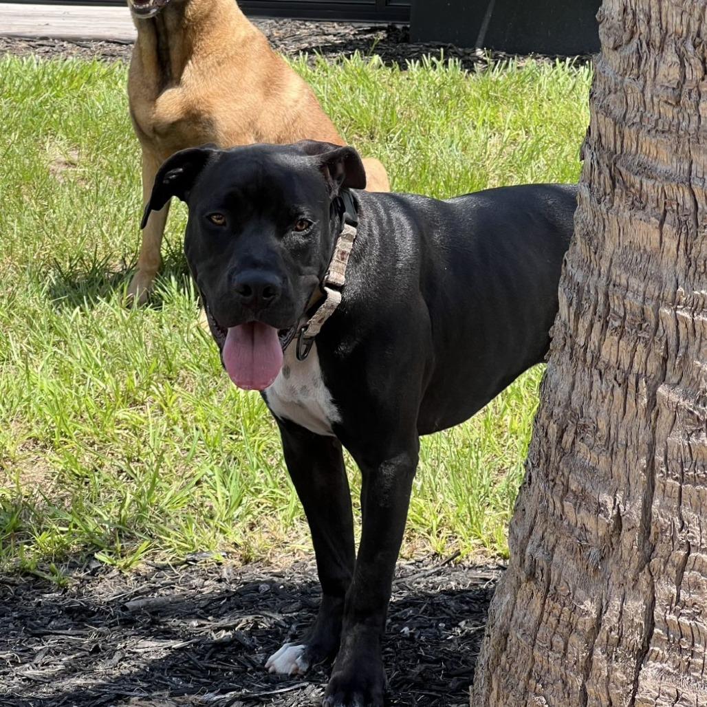 Enlarge Dipsy, a Adoptable mixed breed in Ocala, FL image 4/6