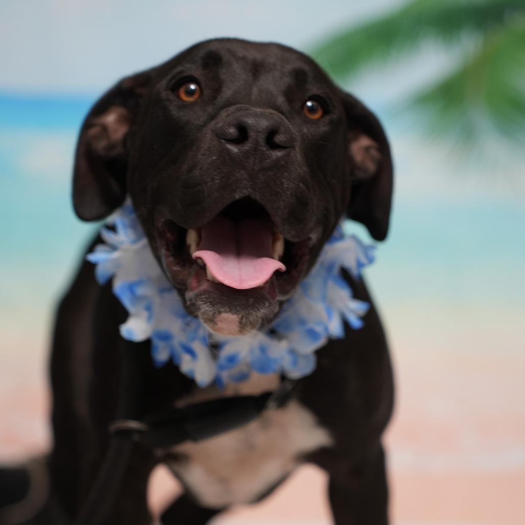 Enlarge Dipsy, a Adoptable mixed breed in Ocala, FL image 3/6
