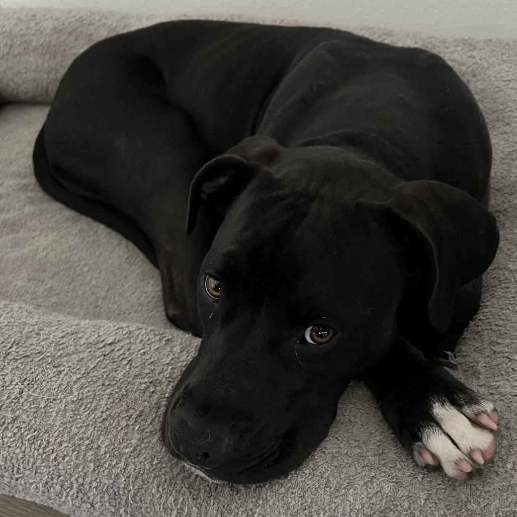 Enlarge Dipsy, a Adoptable mixed breed in Ocala, FL image 2/6