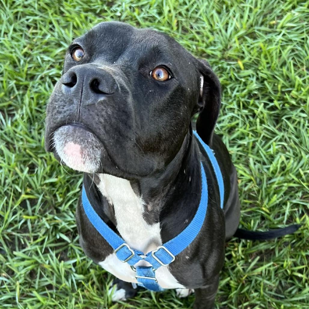 Enlarge Dipsy, a Adoptable mixed breed in Ocala, FL image 1/6