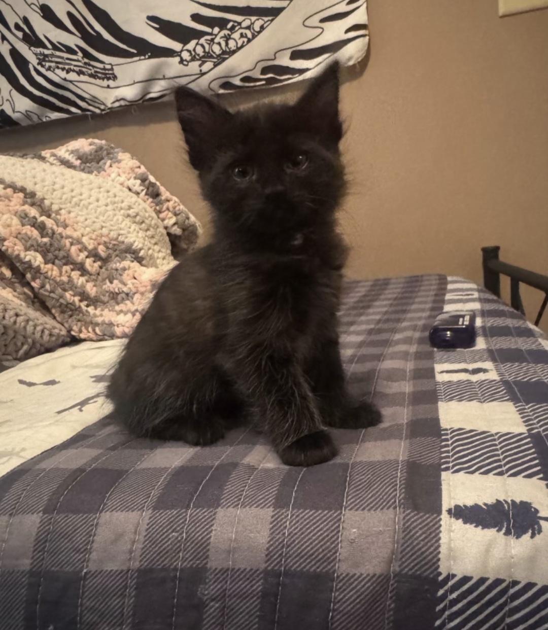 Enlarge K-2 Chinstrap, an adopted Domestic Short Hair in Billings, MT image 1/1