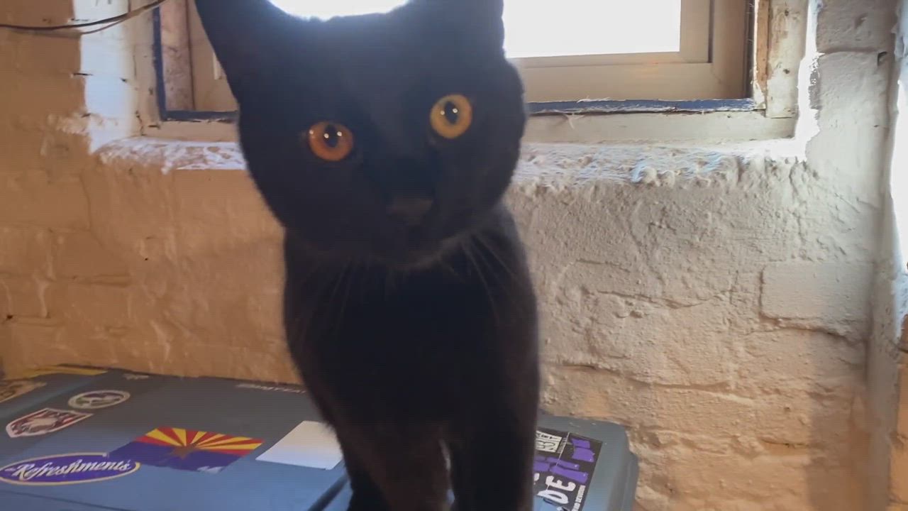 Enlarge Figaro, a Adopted Domestic Short Hair in Baltimore, MD video 2/3