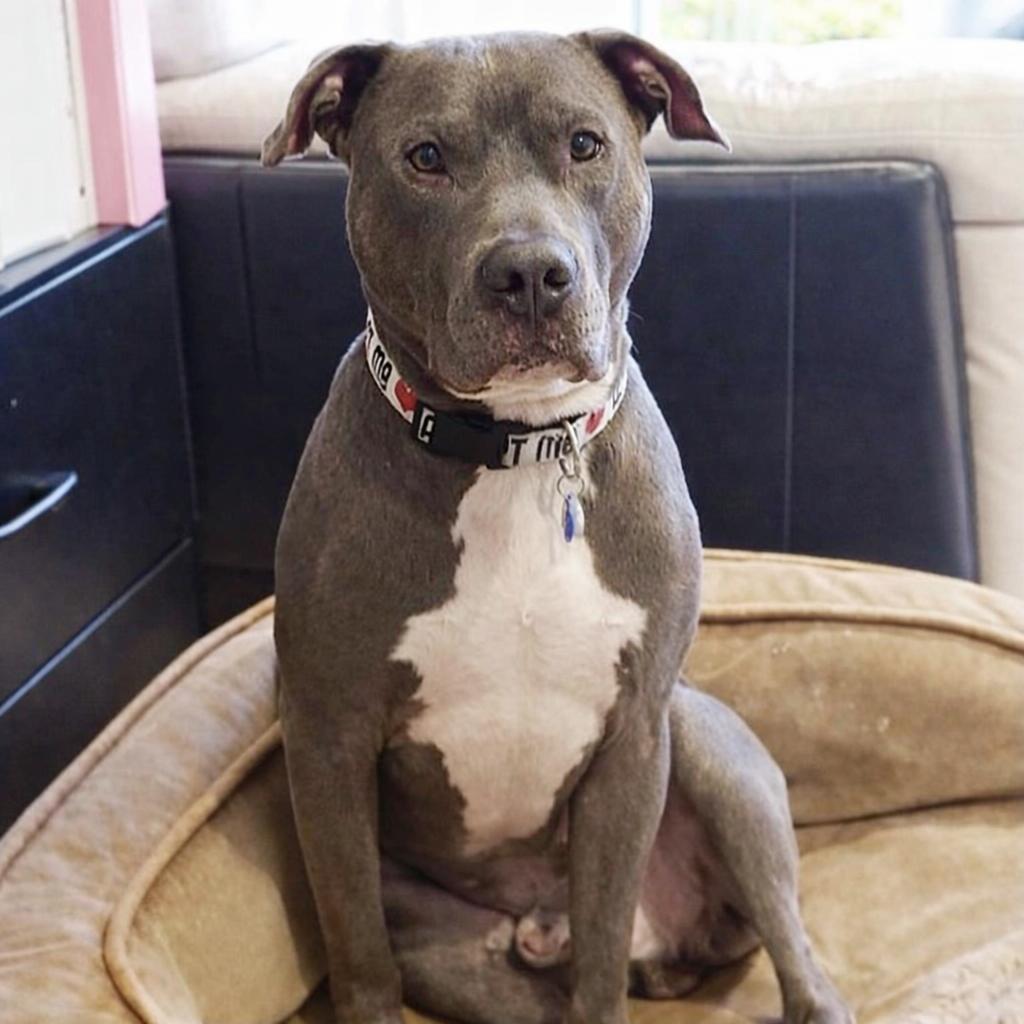 Kelso, a Adoptable mixed breed in O'Fallon, MO image 3/6