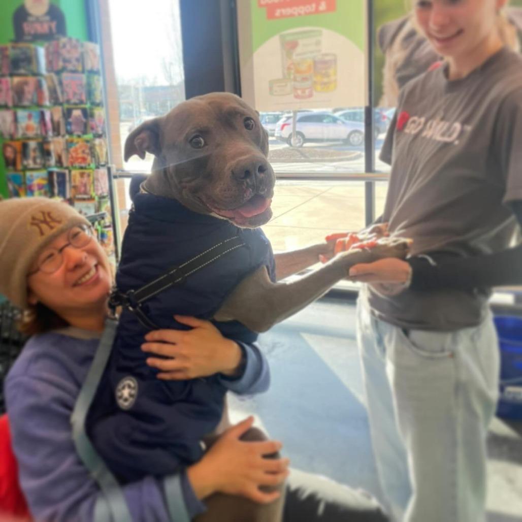 Enlarge Kelso, a Adoptable mixed breed in O'Fallon, MO image 3/6