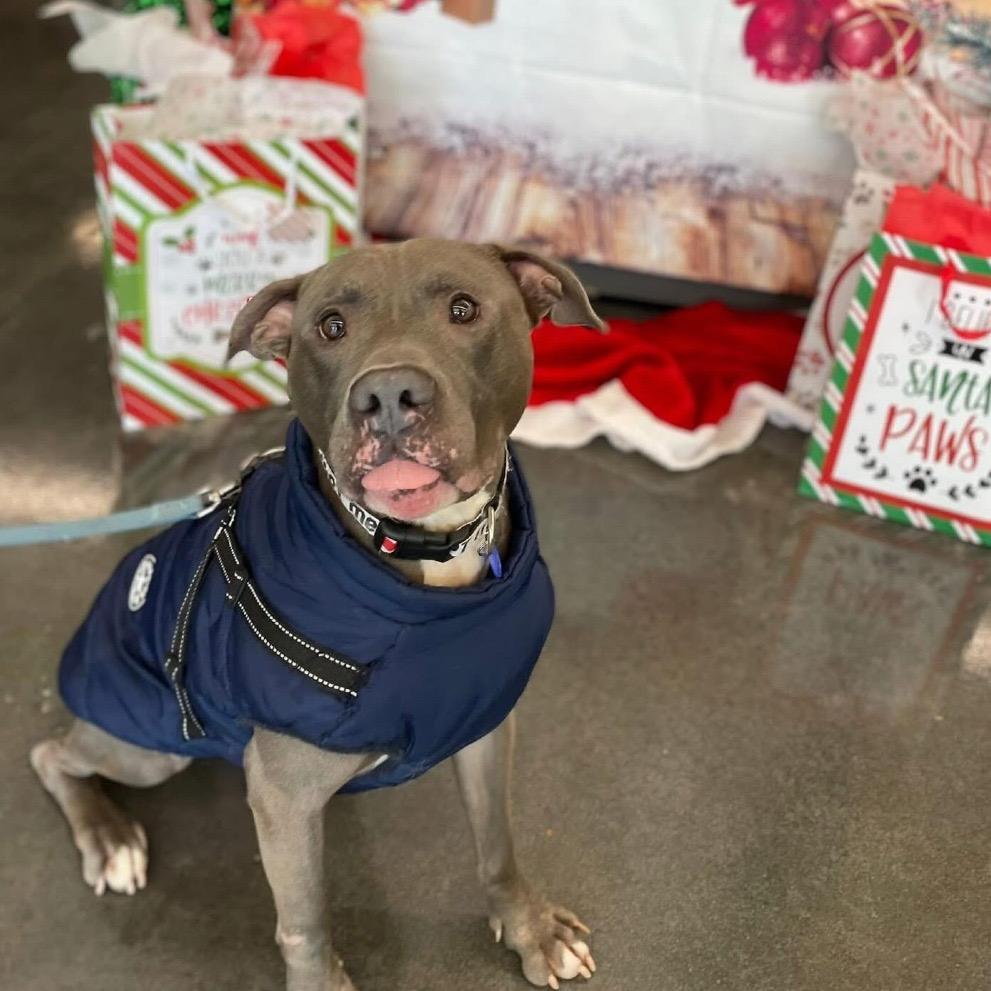 Enlarge Kelso, a Adoptable mixed breed in O'Fallon, MO image 4/6