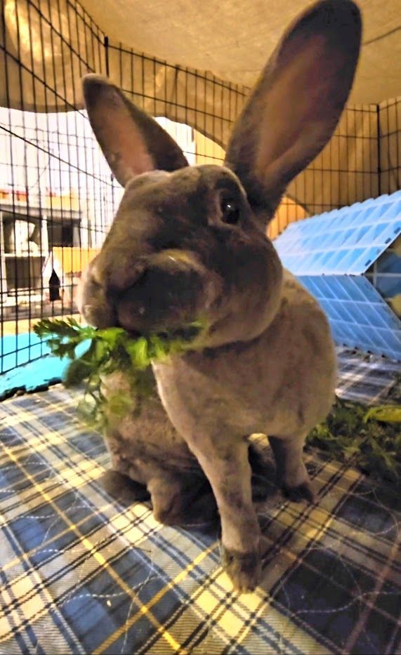 Baxter, a Adoptable Rex in St. Charles, IL image 5/6