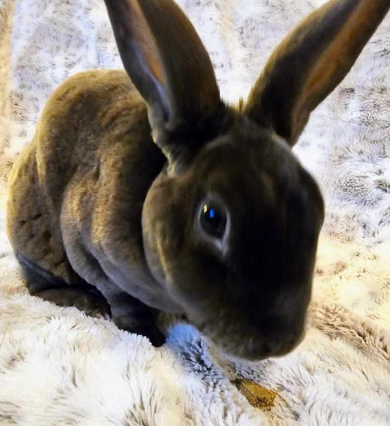 Baxter, a Adoptable Rex in St. Charles, IL image 6/6