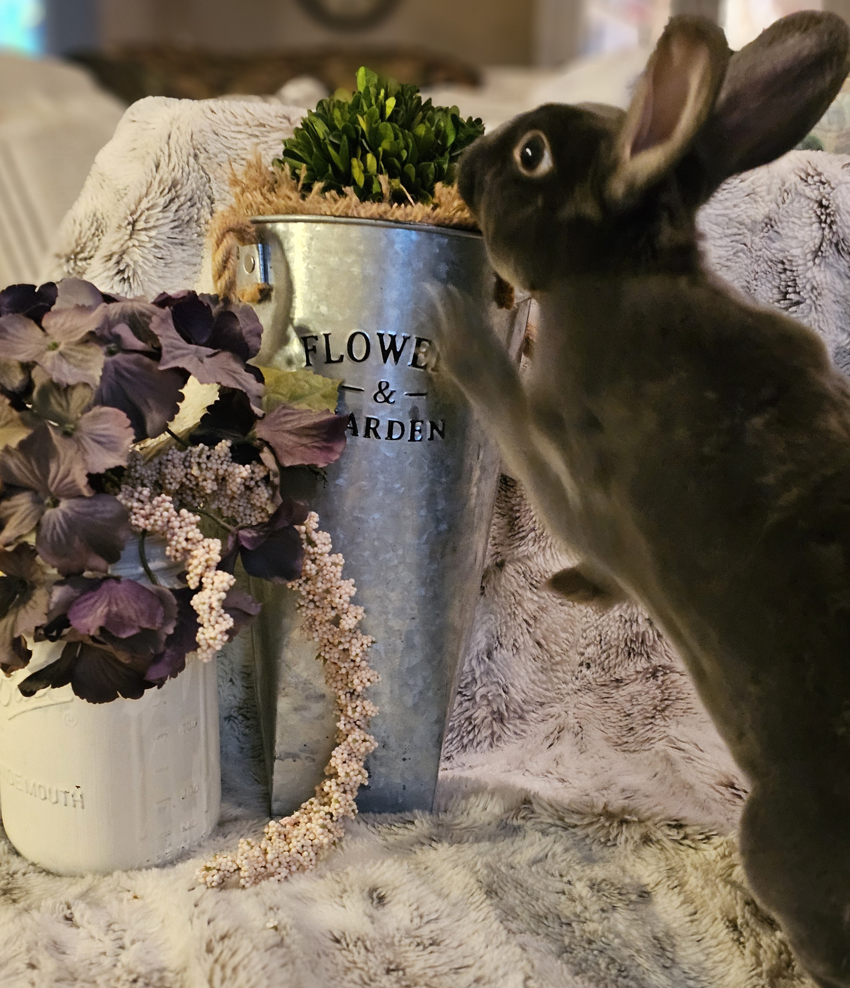 Baxter, a Adoptable Rex in St. Charles, IL image 3/6