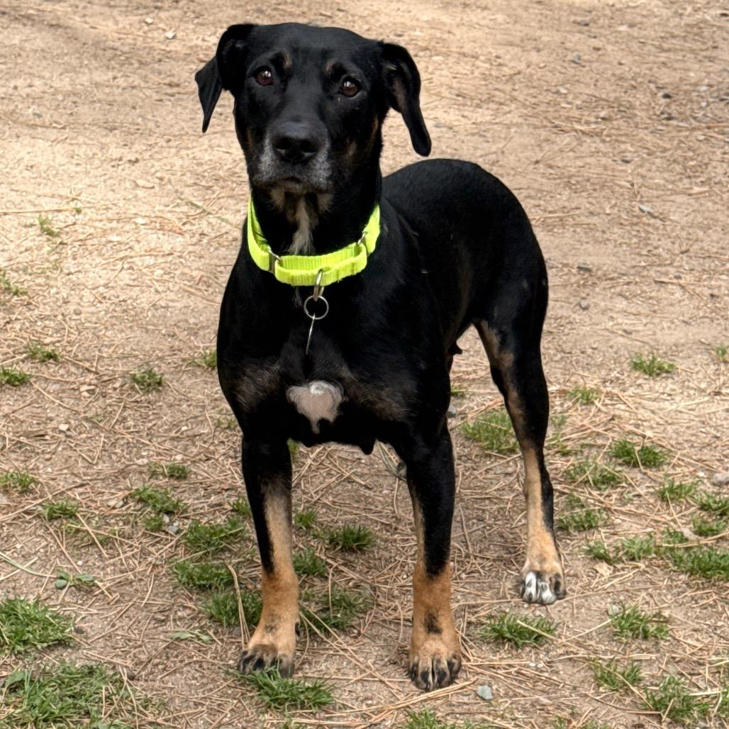 Enlarge Beauty, a Adoptable mixed breed in Incline Village, NV image 1/6