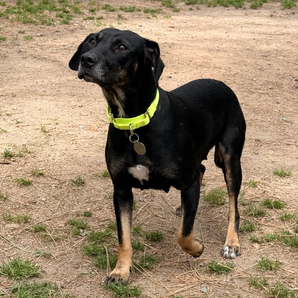 Enlarge Beauty, a Adoptable mixed breed in Incline Village, NV image 2/6