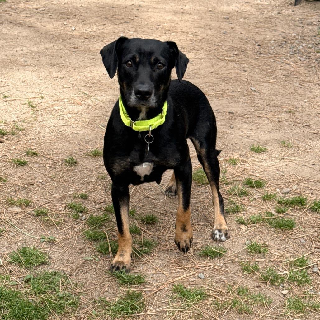 Enlarge Beauty, a Adoptable mixed breed in Incline Village, NV image 3/6