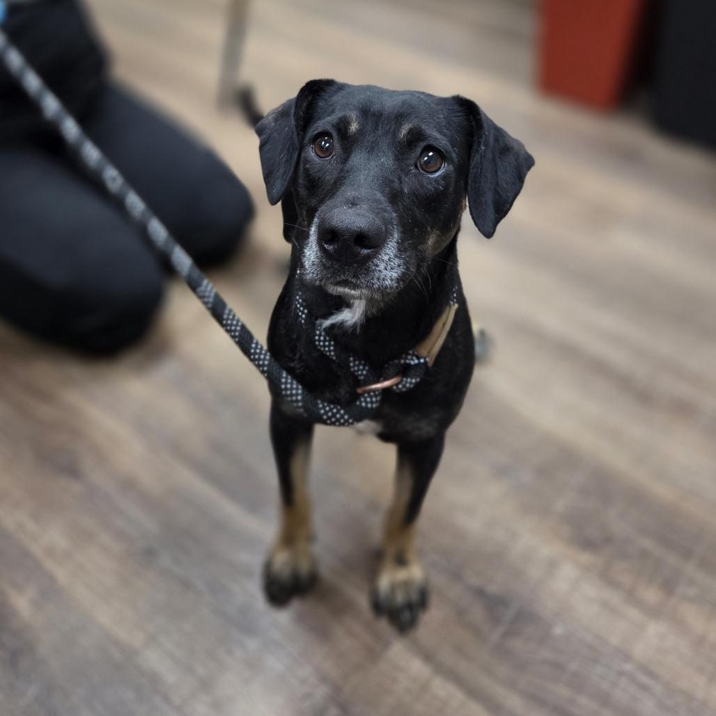 Enlarge Beauty, a Adoptable mixed breed in Incline Village, NV image 4/6