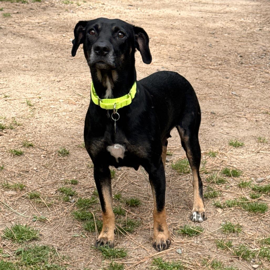 Enlarge Beauty, a Adoptable mixed breed in Incline Village, NV image 5/6
