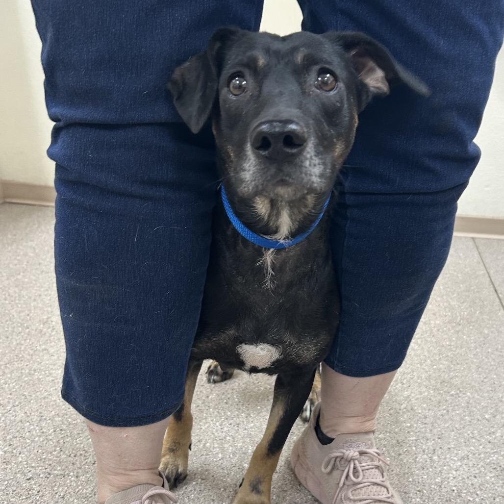 Enlarge Beauty, a Adoptable mixed breed in Incline Village, NV image 6/6