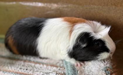 Bennie, Adoptable, Adult Male Guinea Pig & Guinea Pig.