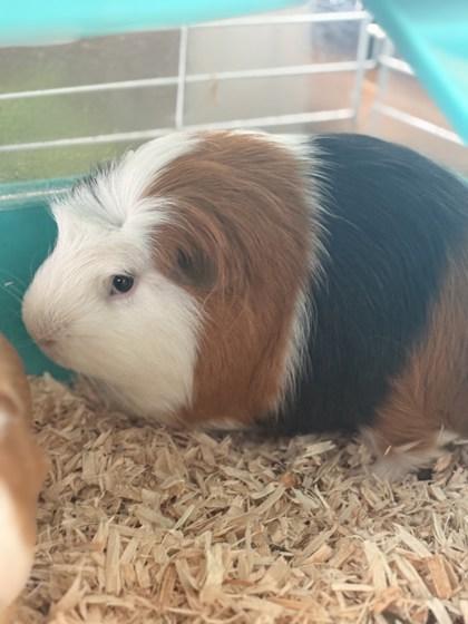 Enlarge Bennie, a Adoptable mixed breed in Lewisville, TX image 2/3