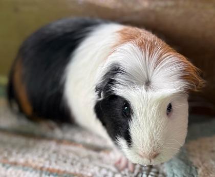 Enlarge Bennie, a Adoptable mixed breed in Lewisville, TX image 3/3