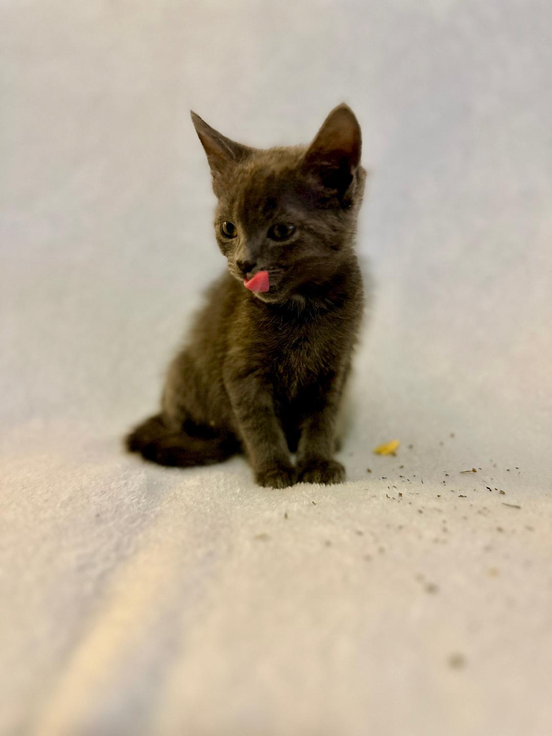 Penny (Community Assist)