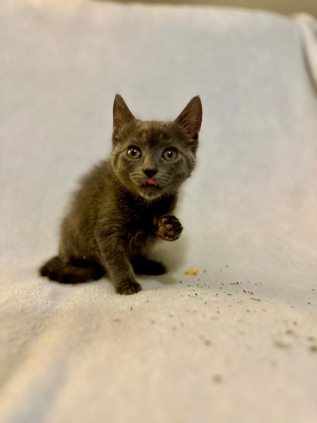 Penny (Community Assist)