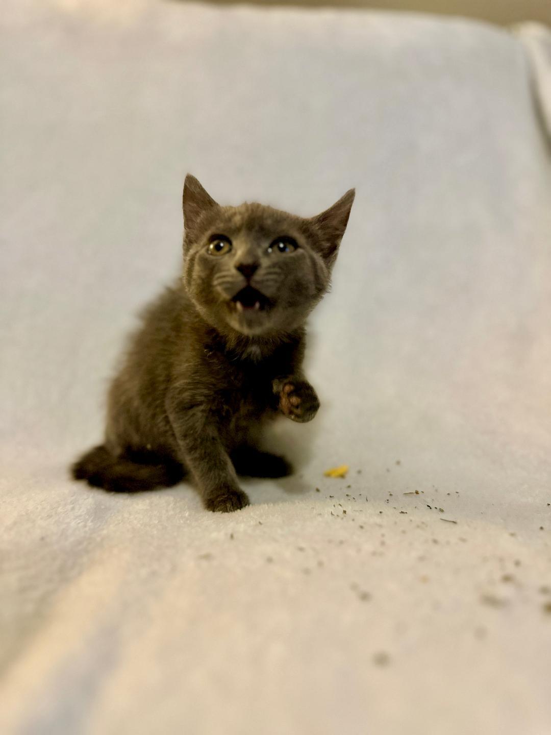 Penny (Community Assist)